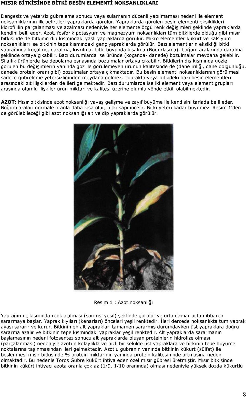 Azot, fosforik potasyum ve magnezyum noksanlıkları tüm bitkilerde olduğu gibi mısır bitkisinde de bitkinin dip kısmındaki yaşlı yapraklarda görülür.