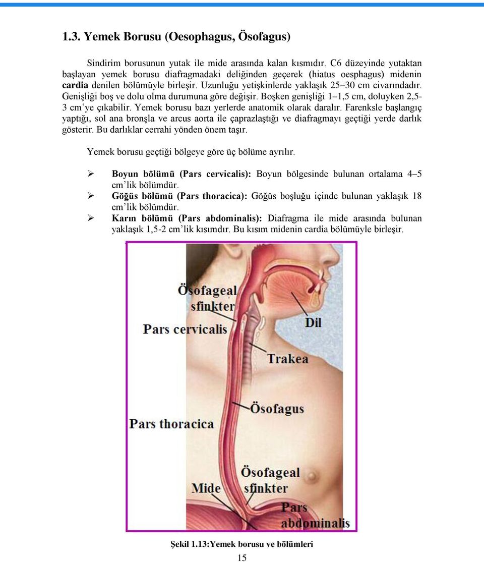 Genişliği boş ve dolu olma durumuna göre değişir. Boşken genişliği 1 1,5 cm, doluyken 2,5-3 cm ye çıkabilir. Yemek borusu bazı yerlerde anatomik olarak daralır.