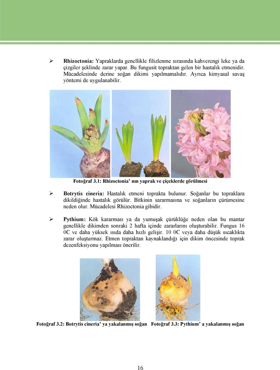 1: Rhizoctonia nın yaprak ve çiçeklerde görülmesi Botrytis cineria: Hastalık etmeni toprakta bulunur. Soğanlar bu topraklara dikildiğinde hastalık görülür.