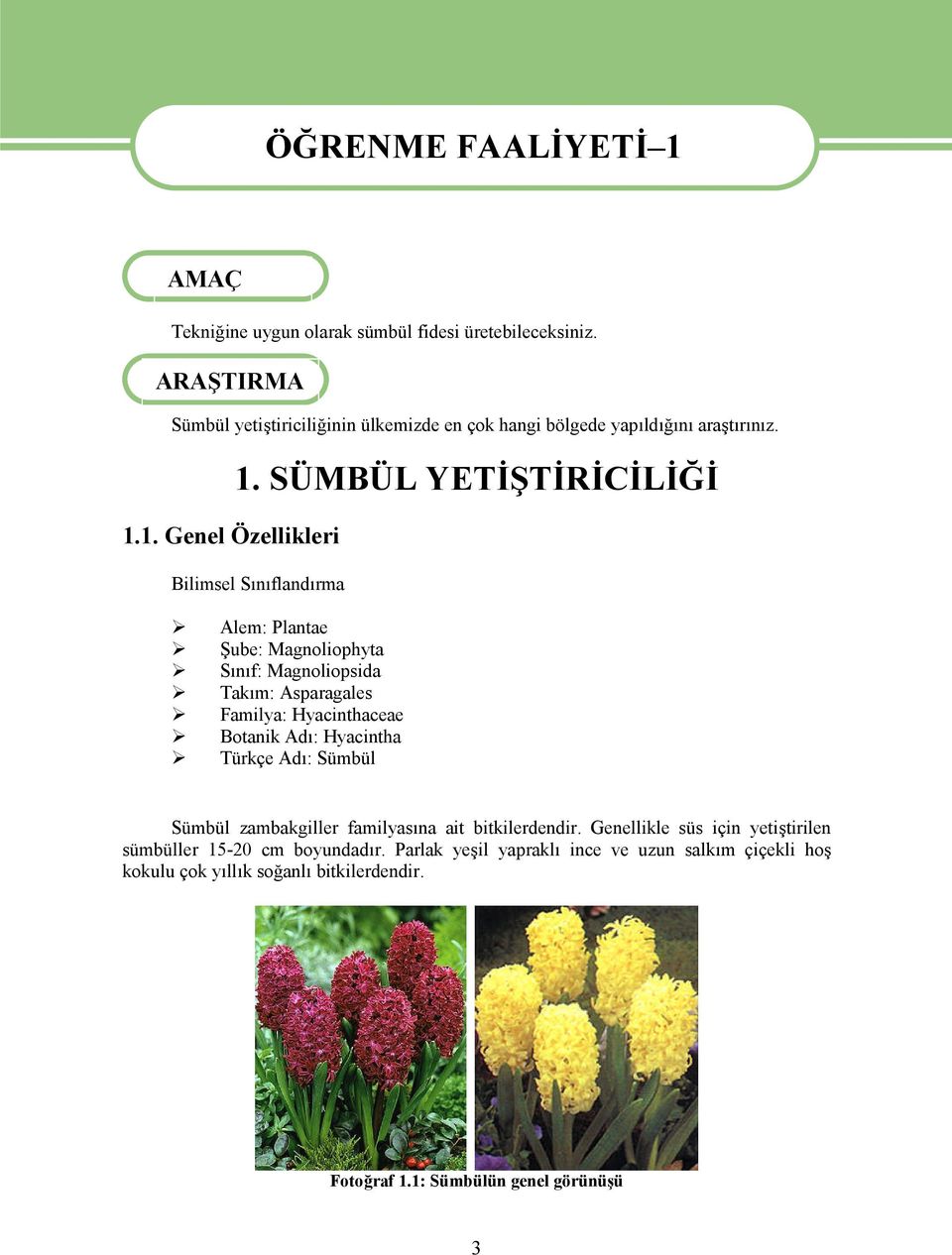 SÜMBÜL YETİŞTİRİCİLİĞİ Bilimsel Sınıflandırma Alem: Plantae Şube: Magnoliophyta Sınıf: Magnoliopsida Takım: Asparagales Familya: Hyacinthaceae Botanik Adı: