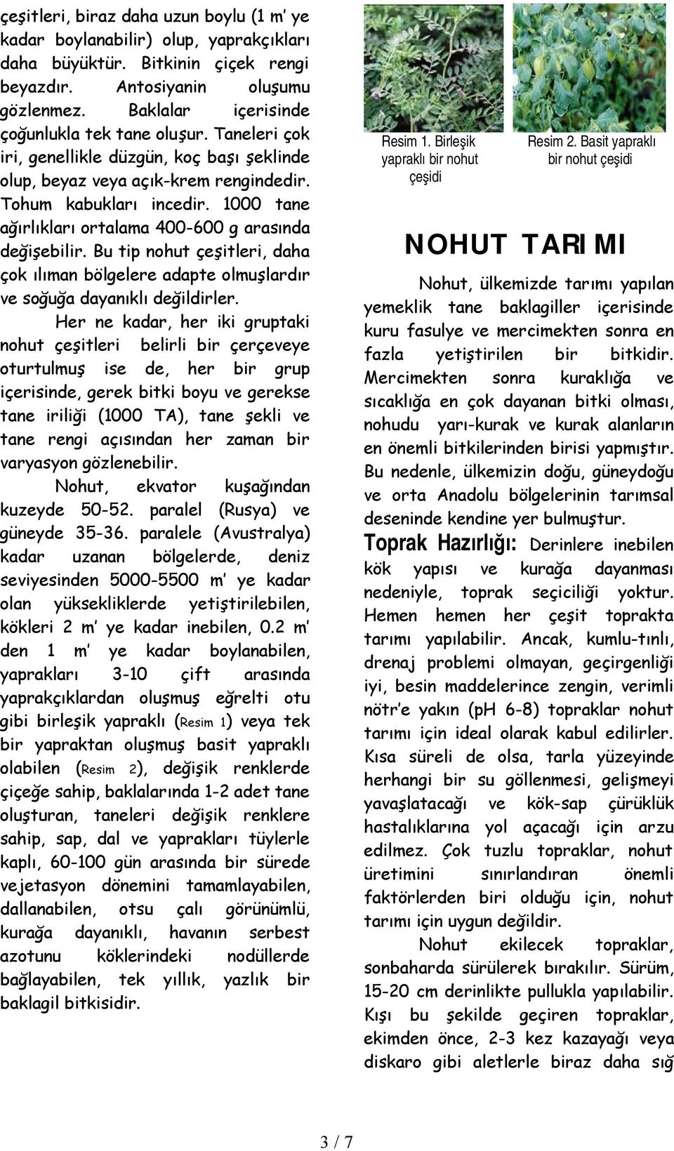 1000 tane ağırlıkları ortalama 400-600 g arasında değişebilir. Bu tip nohut çeşitleri, daha çok ılıman bölgelere adapte olmuşlardır ve soğuğa dayanıklı değildirler.