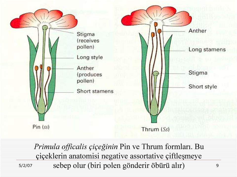 Bu çiçeklerin anatomisi negative