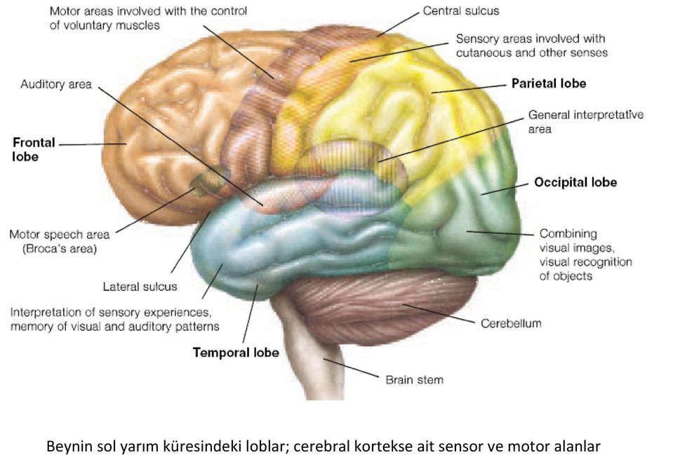 cerebral kortekse