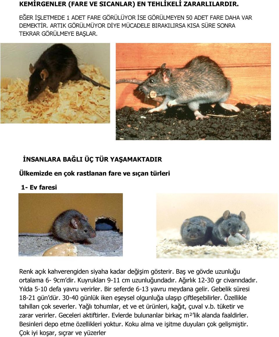 İNSANLARA BAĞLI ÜÇ TÜR YAŞAMAKTADIR Ülkemizde en çok rastlanan fare ve sıçan türleri 1- Ev faresi Renk açık kahverengiden siyaha kadar değişim gösterir. Baş ve gövde uzunluğu ortalama 6-9cm dir.