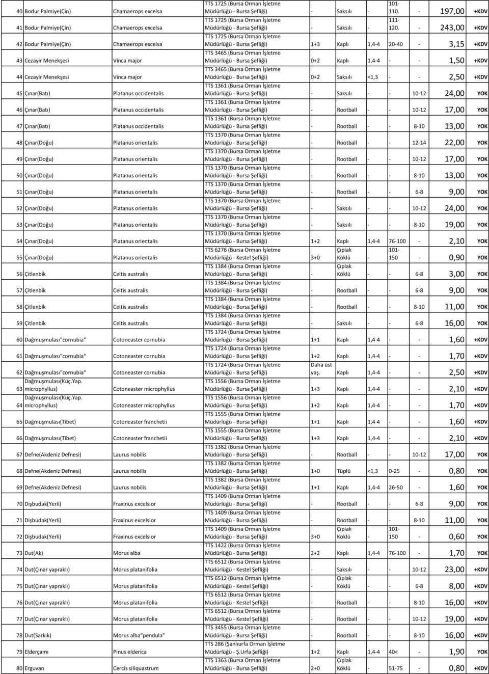 Platanus orientalis 51 Çınar(Doğu) Platanus orientalis 52 Çınar(Doğu) Platanus orientalis 53 Çınar(Doğu) Platanus orientalis 54 Çınar(Doğu) Platanus orientalis 55 Çınar(Doğu) Platanus orientalis 56