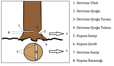 Devirme Ağaçların kesimi için devirme oyuğundan yararlanılır. Çok ince ağaçların kesiminde devirme oyuğu açmaya gerek yoktur.