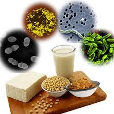 Probiyotikler: Besinlerle beraber ya da ayrı olarak alınan, Barsak florasını, inflamatuvar yanıtı, hücre proliferasyonu ve apoptozu