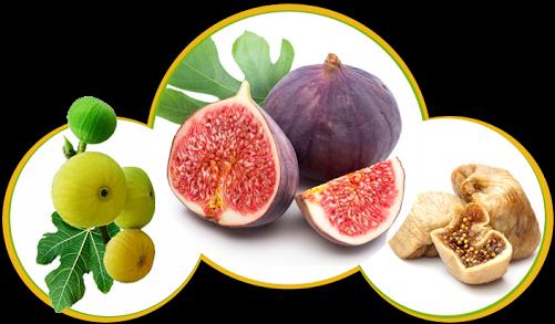 3. Grup: Sebze ve Meyve Grubu : Mineraller ve vitaminler bakımından zengindirler. Folik asit, A vitamini, E, C, B2 vitamini, kalsiyum, potasyum, demir, açısından zengindirler.