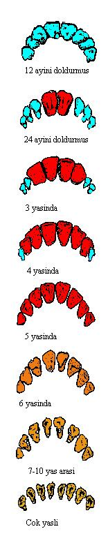 Şekil 2. Sığırda dişlerin yaşa göre değişiminin şematik gösterimi Doğumdan sonraki bir ay içerisinde bütün kesici dişler diş yayı hizasını almıştır.