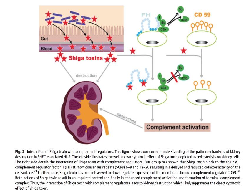 Shiga Toksin-Kompleman Etkileşimi