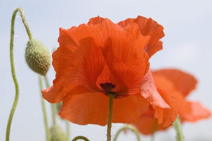 Papaveraceae Bir veya çok yıllık otsu bitkiler. Çoğunlukla beyaz renkli bir lateks taşırlar. Yapraklar alternan, tam veya parçalı. Çiçekler genellikle tek. Kaliks 2-3 sepalli, çabuk düşücü.