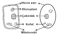 BİTKİ HÜCRESİ İLE HAYVAN HÜCRESİ ARASINDAKİ FARKLAR bitki hücresi: + hücre çeperi bulunur. + kloroplastları vardır. + kofullar az ve büyüktür. + sentrozom bulunmaz. + şekilleri köşelidir.