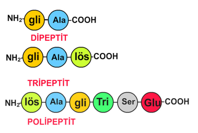 Amino asitler proteinleri nasıl oluşturur? Yukarıda gördüğünüz gibi bir amino asit in karboksil grubu ile diğer amino asit in amin grubu tepkimeye girer.