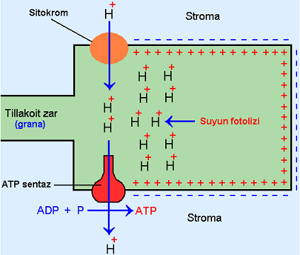 12 *Fotosentezde kemiosmotik hipotez: Fotosentezde ışık reaksiyonları gerçekleşirken; elektronların tillakoid zarlardan geçişi sırasında, stromadaki H + iyonları, tillakoid zarlar arasındaki boşluğa
