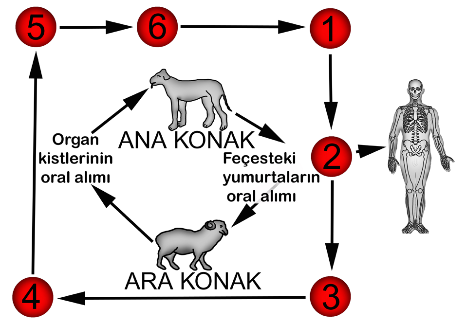 Journal of Clinical and Analytical Medicine Göğüs Cerrahisi Kist Hidatik Giriş Ekinokokkozis veya hidatidosis olarak da bilinir.