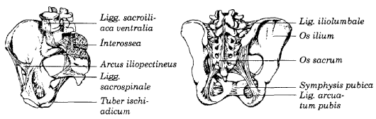 Lig. sacrospinale: Ġnce, üçgen Ģeklinde bir bağdır. Lig. sacrotuberale nin önünde, spina ischiadica ya ve iç yanda geniģ olarak sacrum un dıģ yan kenarına yapıģır.