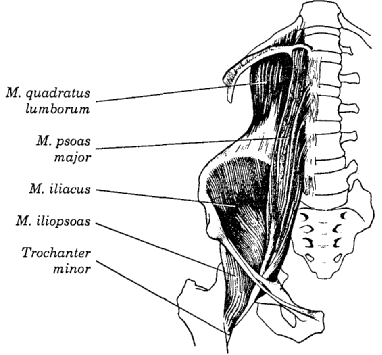 1.3. Kalça Bölgesi Kasları Kalça kasları bölgelerine göre adlandırılır. 1.3.1. Ön Pelvis Bölgesi Kasları M. iliopsoas Resim 1.12: Ön pelvis bölgesi kasları M.