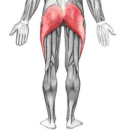 iliopsoas posturel kaslardandır ve uyluğun en kuvvetli fleksorudur. o Fonksiyonu: M. iliacus ile birlikte çalıģır. Uyluğu pelvis e doğru yaklaģtırır. Yani fleksiyon yaptırır. M. iliacus yardımcı olur.