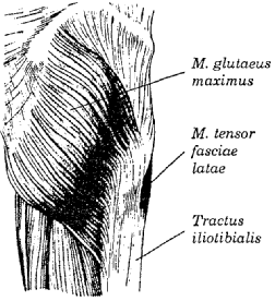 M. psoas minor o ĠĢlevleri: M. iliacus ve m. Psoas major aynı yerde sonlanmaları nedeniyle fonksiyonları da aynıdır. Fakat m. iliacus unfizyolojikkesiti daha büyük olması nedeniyle, etkisi m.