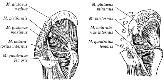 Siniri: N. glutaeus superiordan innerve olur. M. glutaeus minimus Resim 1.15: M.glutaeus medius ile minimis ve m.piriformis Gluteal kasların en küçüğü ve M. glutaeus un altındadır.
