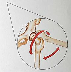 quadratus femoris Kalça eklemini hareket ettiren kasları altı ana hareket sınıfına ayırabiliriz; (Resim 1.20). Resim 1.20: Kalça hareketleri Bükme: M. iliopsoas (kalça-bel kası); m.