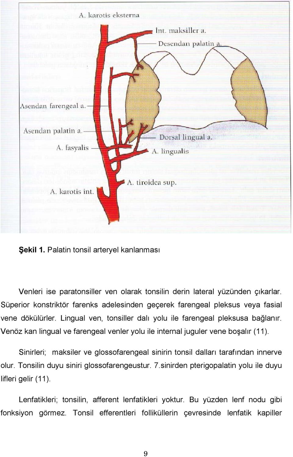 Venöz kan lingual ve farengeal venler yolu ile internal juguler vene boşalır (11). Sinirleri; maksiler ve glossofarengeal sinirin tonsil dalları tarafından innerve olur.