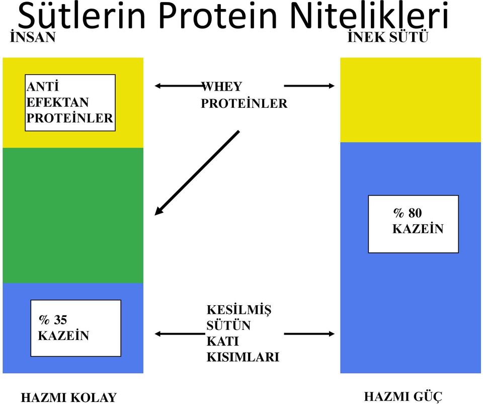 PROTEİNLER % 80 KAZEİN % 35 KAZEİN