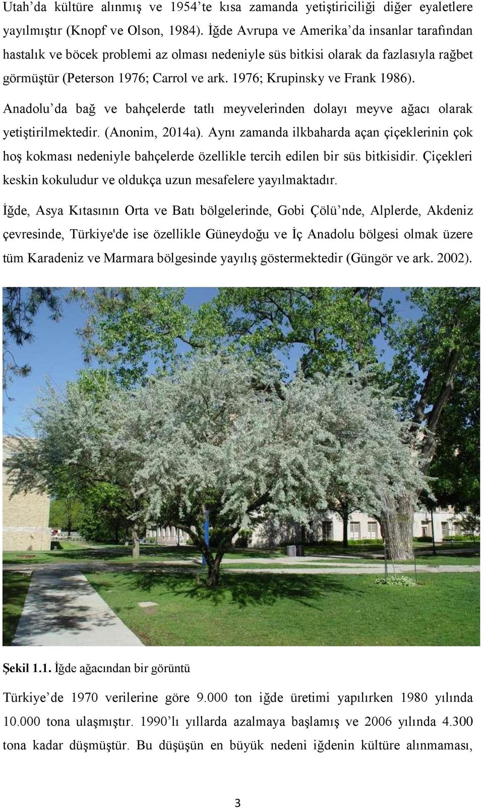 1976; Krupinsky ve Frank 1986). Anadolu da bağ ve bahçelerde tatlı meyvelerinden dolayı meyve ağacı olarak yetiştirilmektedir. (Anonim, 2014a).