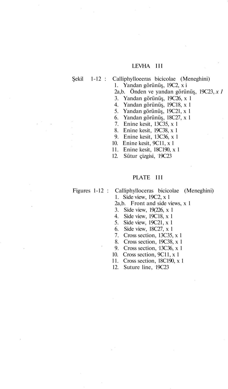 Sütur çizgisi, 19C23 Figures 1-12 : PLATE III Calliphylloceras bicicolae (Meneghini) 1. Side view, 19C2, x 1 2a,b. Front and side views, x 1 3. Side view, 19(226, x 1 4. Side view, 19C18, x 1 5.