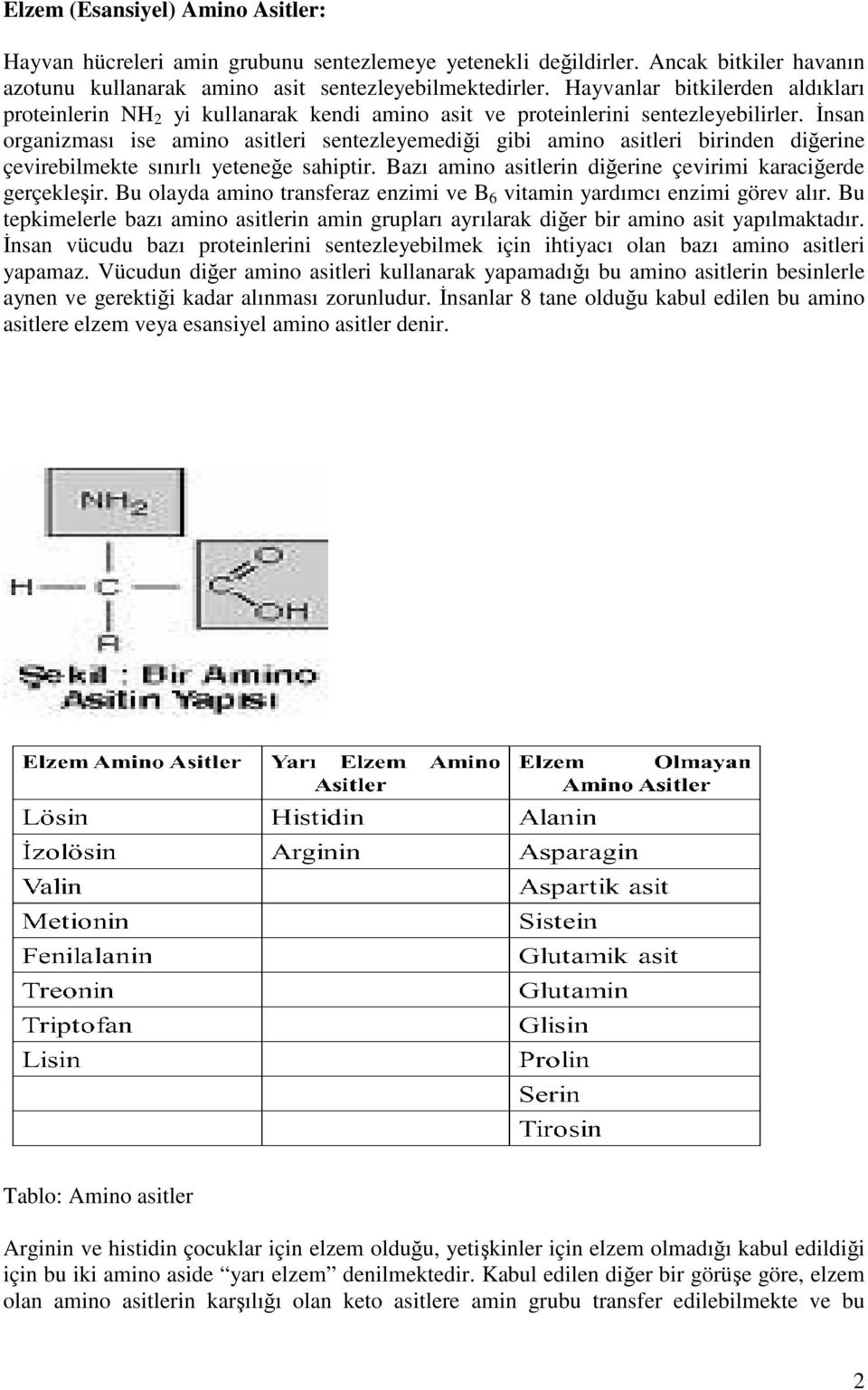 İnsan organizması ise amino asitleri sentezleyemediği gibi amino asitleri birinden diğerine çevirebilmekte sınırlı yeteneğe sahiptir. Bazı amino asitlerin diğerine çevirimi karaciğerde gerçekleşir.