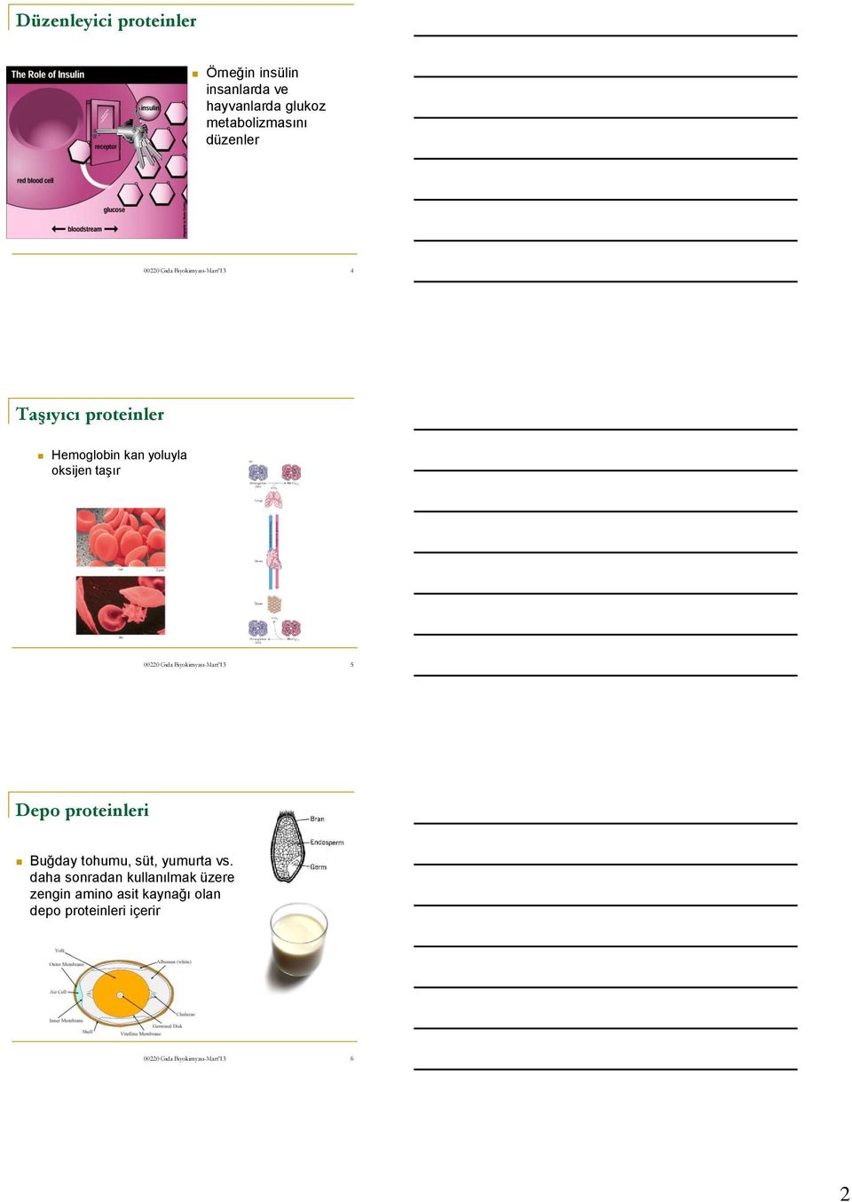 oksijen taşır 5 Depo proteinleri Buğday tohumu, süt, yumurta vs.