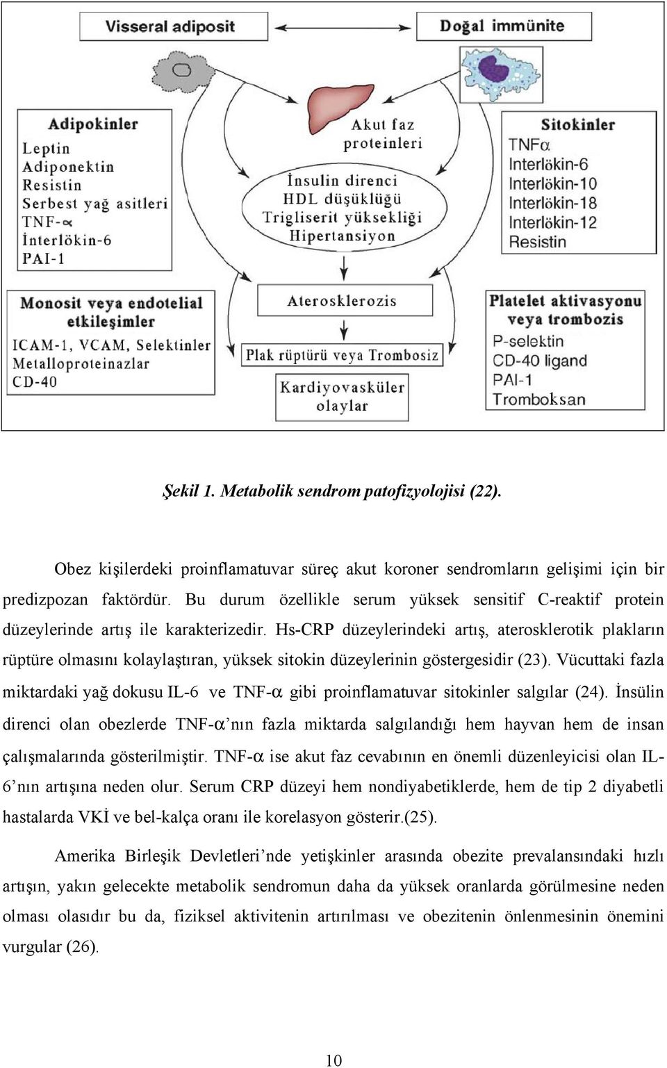 Hs-CRP düzeylerindeki artış, aterosklerotik plakların rüptüre olmasını kolaylaştıran, yüksek sitokin düzeylerinin göstergesidir (23).