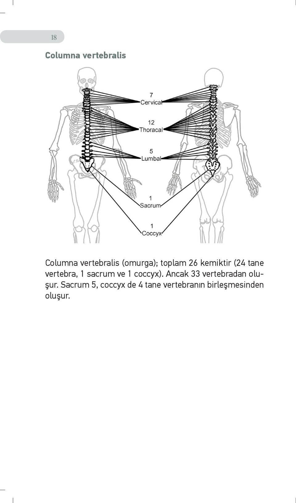 sacrum ve 1 coccyx). Ancak 33 vertebradan oluşur.