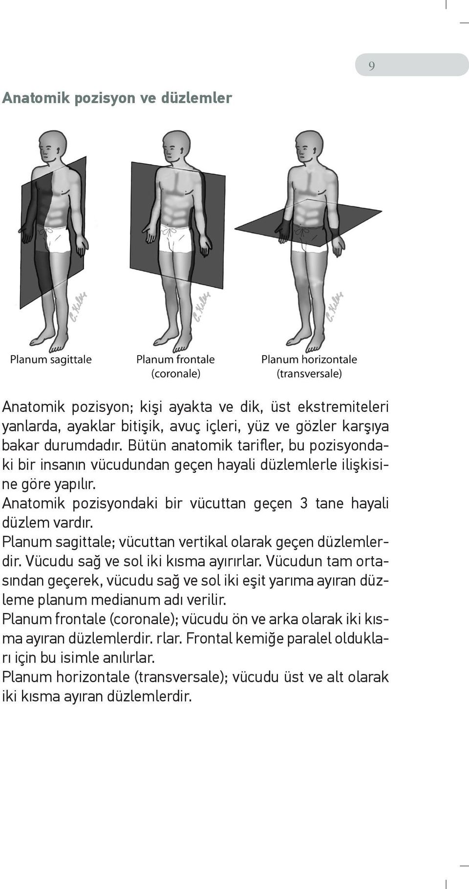 Planum sagittale; vücuttan vertikal olarak geçen düzlemlerdir. Vücudu sağ ve sol iki kısma ayırırlar.