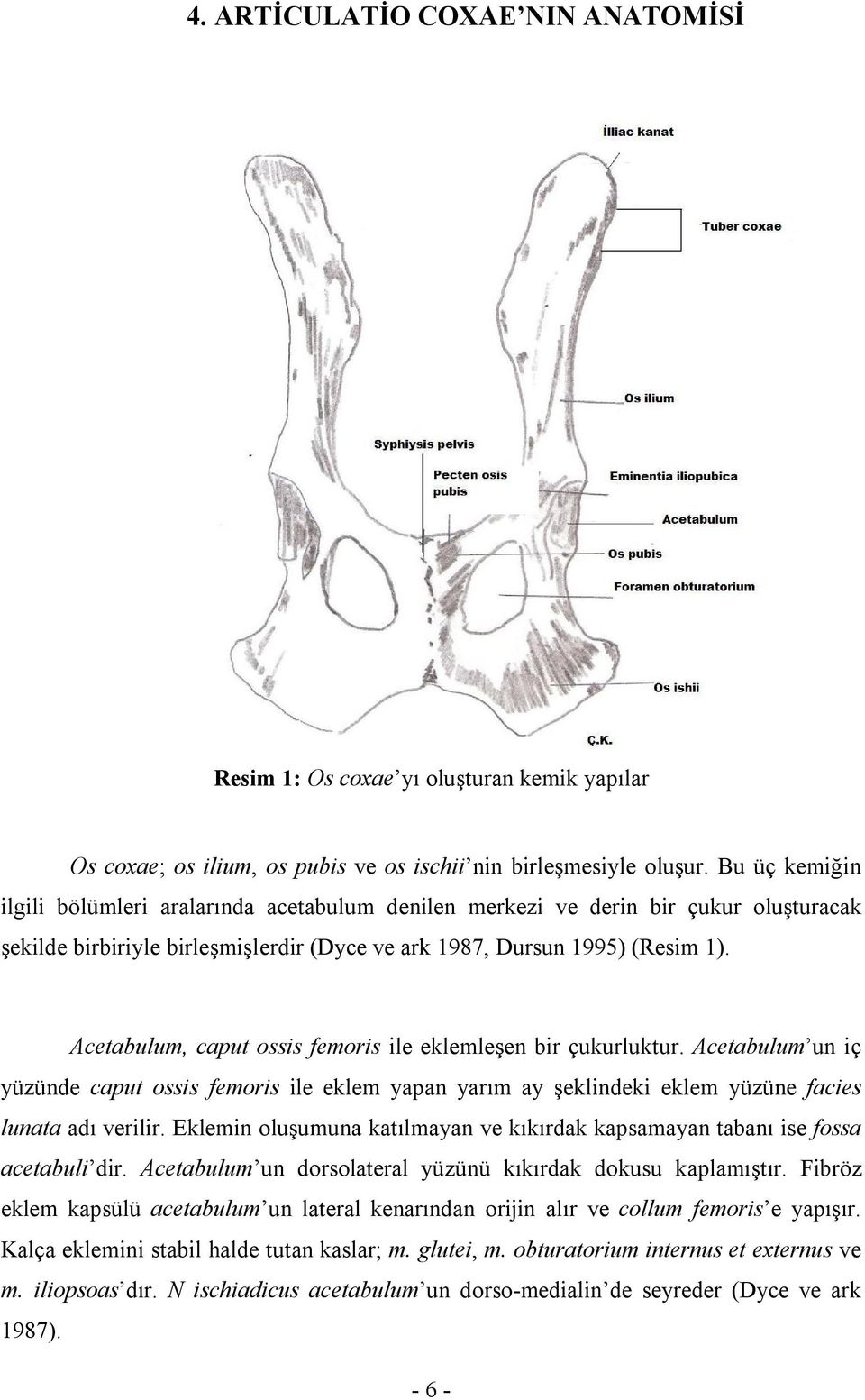 Acetabulum, caput ossis femoris ile eklemleşen bir çukurluktur. Acetabulum un iç yüzünde caput ossis femoris ile eklem yapan yarım ay şeklindeki eklem yüzüne facies lunata adı verilir.