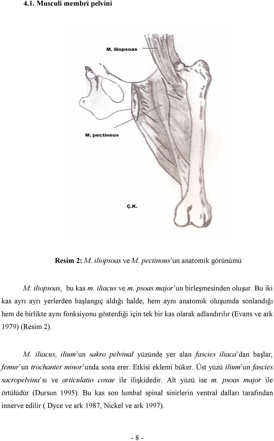 (Resim 2). M. iliacus, ilium un sakro pelvinal yüzünde yer alan fascies iliaca dan başlar, femur un trochanter minor unda sona erer. Etkisi eklemi büker.