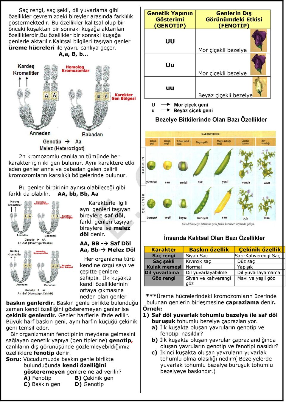 A,a, B, b Genetik Yapının Gösterimi (GENOTİP) UU Uu Genlerin Dış Görünümdeki Etkisi (FENOTİP) Mor çiçekli bezelye Mor çiçekli bezelye uu Beyaz çiçekli bezelye U Mor çiçek geni u Beyaz çiçek geni