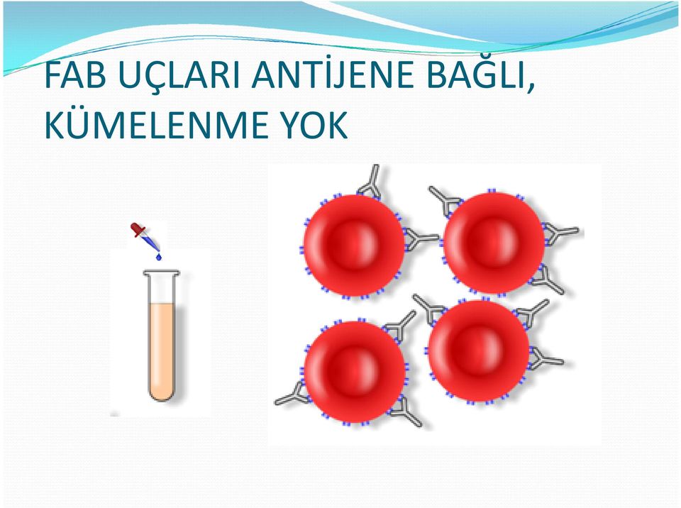 ANTİJENE