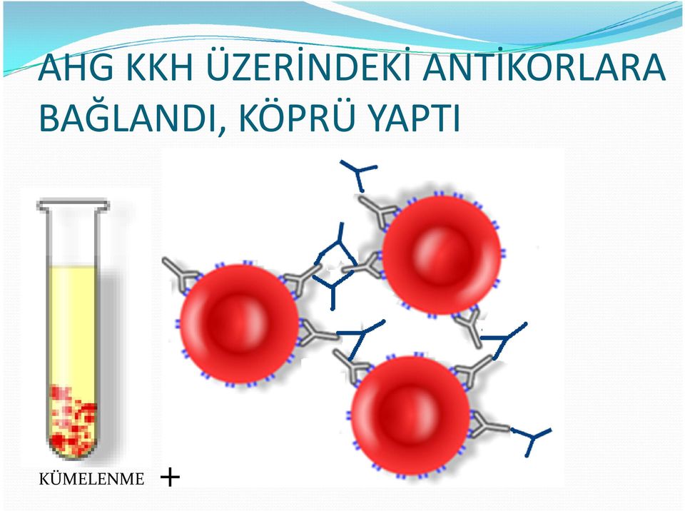 ANTİKORLARA