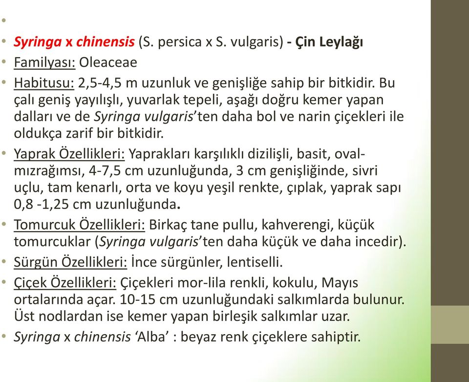 Yaprak Özellikleri: Yaprakları karşılıklı dizilişli, basit, ovalmızrağımsı, 4-7,5 cm uzunluğunda, 3 cm genişliğinde, sivri uçlu, tam kenarlı, orta ve koyu yeşil renkte, çıplak, yaprak sapı 0,8-1,25