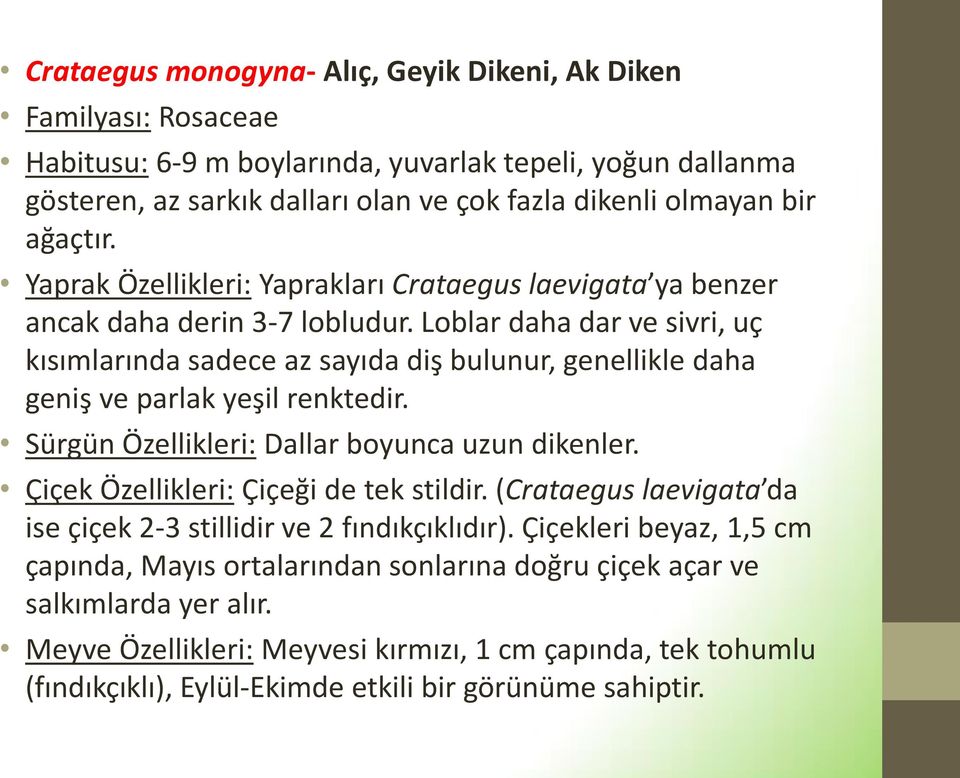 Loblar daha dar ve sivri, uç kısımlarında sadece az sayıda diş bulunur, genellikle daha geniş ve parlak yeşil renktedir. Sürgün Özellikleri: Dallar boyunca uzun dikenler.