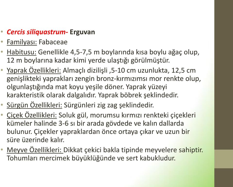 Yaprak yüzeyi karakteristik olarak dalgalıdır. Yaprak böbrek şeklindedir. Sürgün Özellikleri: Sürgünleri zig zag şeklindedir.