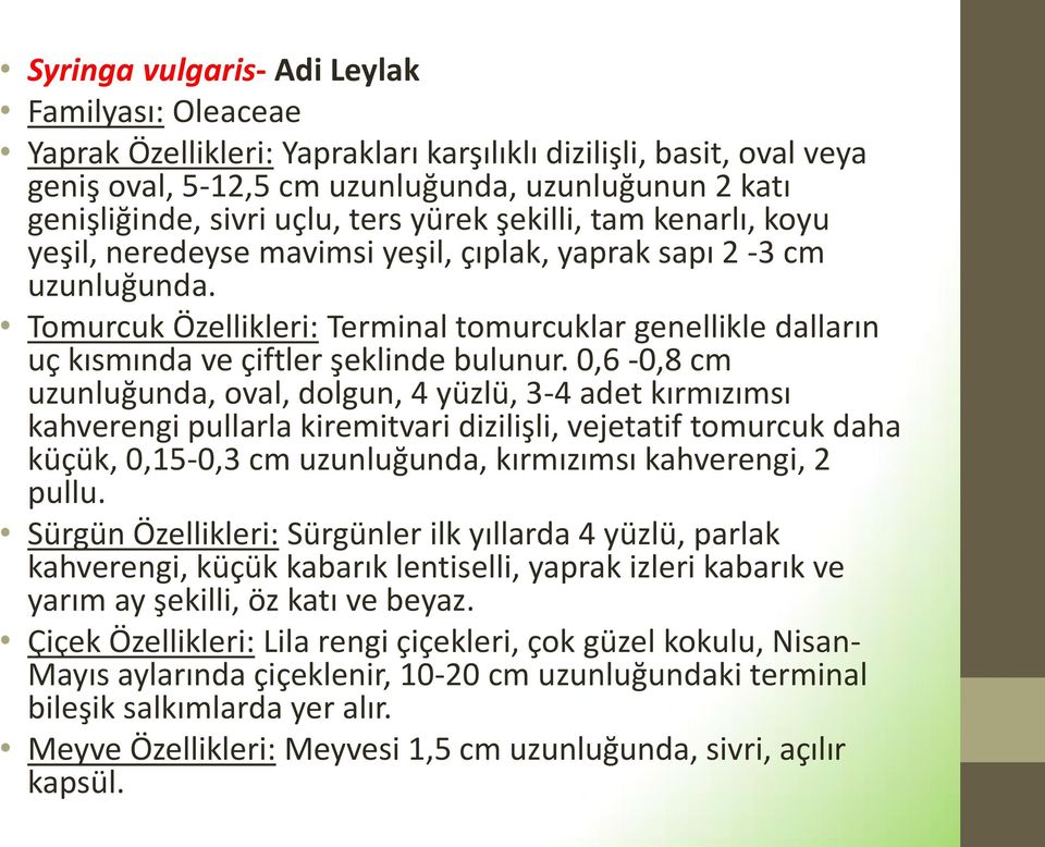 Tomurcuk Özellikleri: Terminal tomurcuklar genellikle dalların uç kısmında ve çiftler şeklinde bulunur.