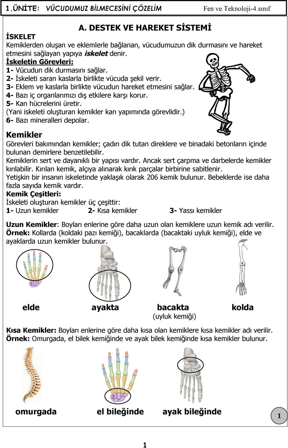 İskeletin Görevleri: 1- Vücudun dik durmasını sağlar. 2- İskeleti saran kaslarla birlikte vücuda şekil verir. 3- Eklem ve kaslarla birlikte vücudun hareket etmesini sağlar.