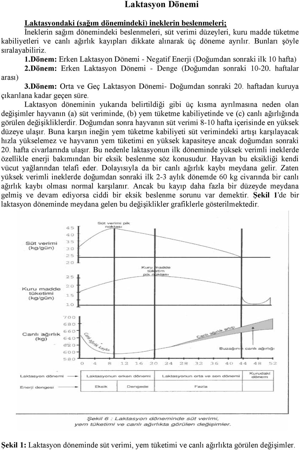 Dönem: Erken Laktasyon Dönemi - Denge (Doğumdan sonraki 10-20. haftalar arası) 3.Dönem: Orta ve Geç Laktasyon Dönemi- Doğumdan sonraki 20. haftadan kuruya çıkarılana kadar geçen süre.