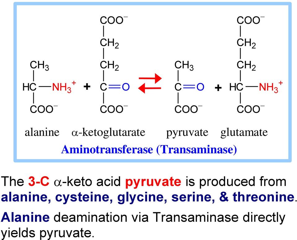 acid pyruvate is produced from alanine, cysteine, glycine, serine,