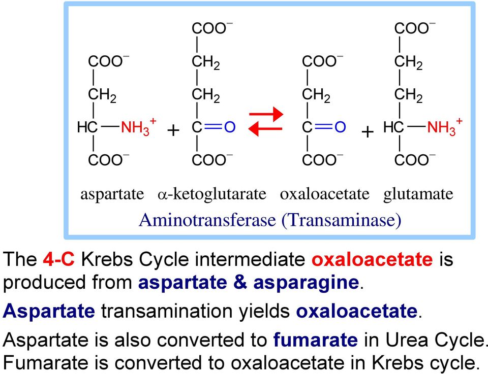 produced from aspartate & asparagine. Aspartate transamination yields oxaloacetate.