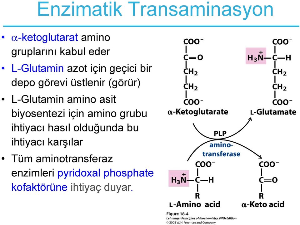 amino asit biyosentezi için amino grubu ihtiyacı hasıl olduğunda bu