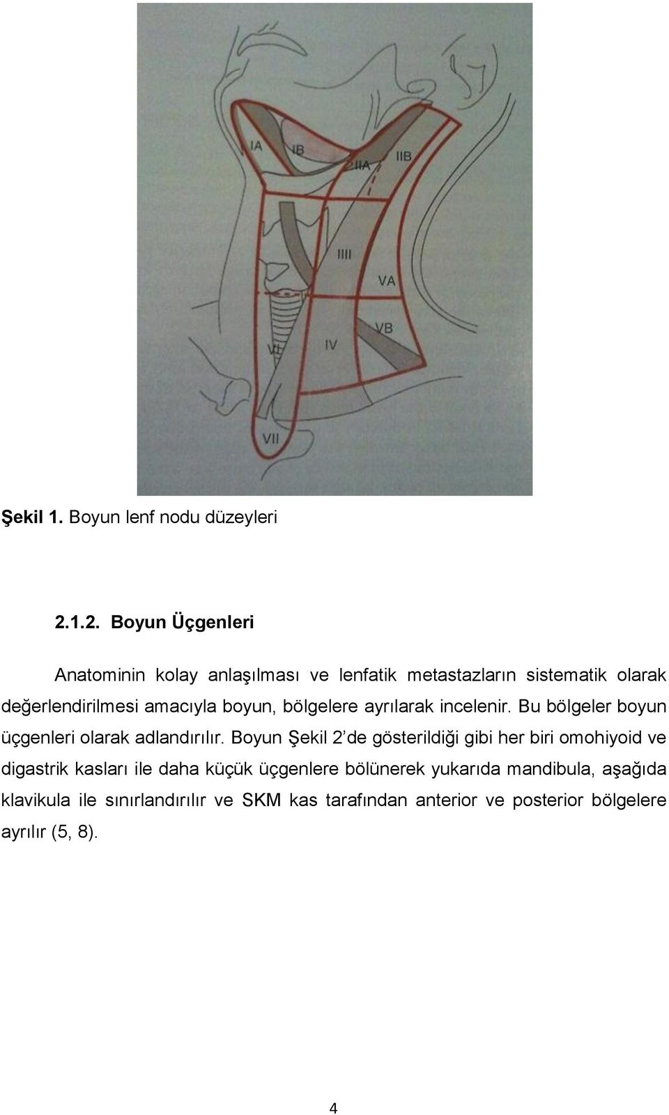 boyun, bölgelere ayrılarak incelenir. Bu bölgeler boyun üçgenleri olarak adlandırılır.