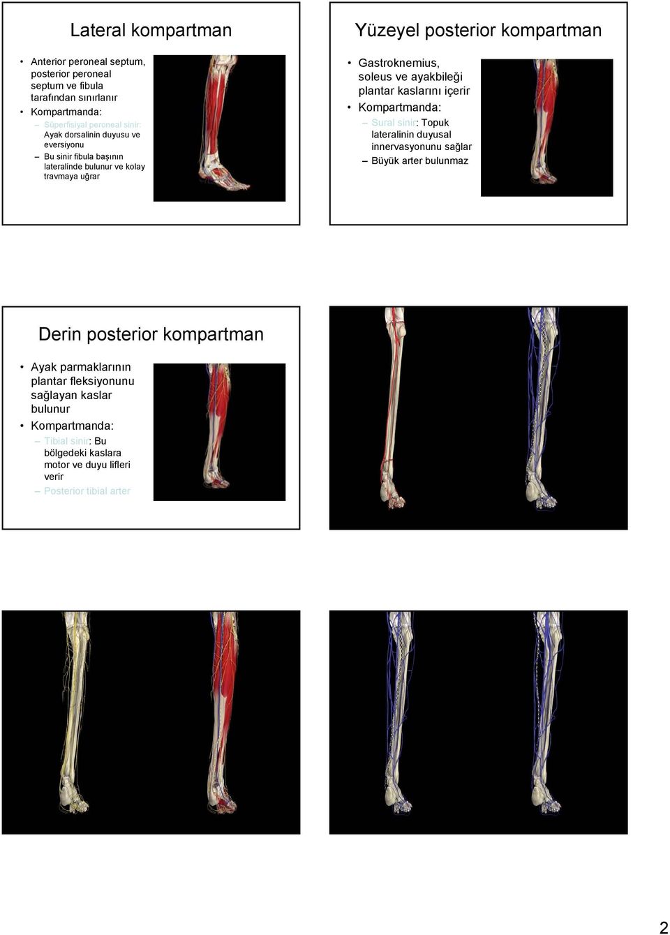 ayakbileği plantar kaslarını içerir Kompartmanda: Sural sinir: Topuk lateralinin duyusal innervasyonunu sağlar Büyük arter bulunmaz Derin posterior